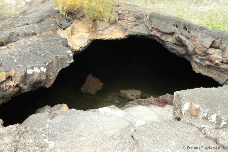 Lavatunnel (Túnel de Estero)