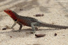 weibliche Lavaechse (Microlophus albemarlensis) auf der Galápagos-Insel Isabela, Ecuador