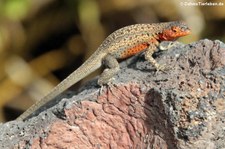 weibliche Lavaechse (Microlophus albemarlensis) auf der Galápagos-Insel Isabela, Ecuador