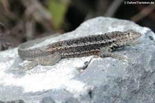 männliche Lavaechse (Microlophus albemarlensis) auf der Galápagos-Insel Isabela, Ecuador