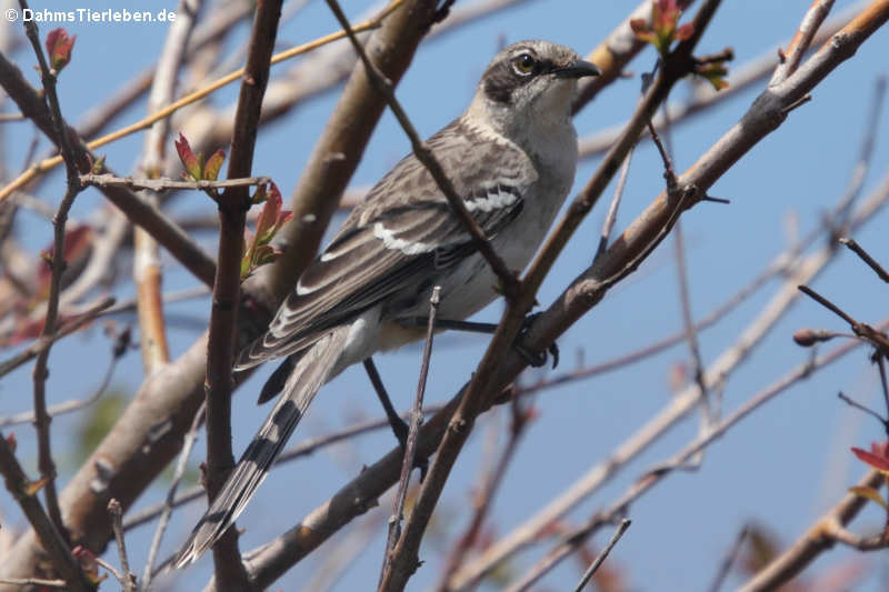 Galapagosspottdrossel (Mimus parvulus parvulus) auf Isabela