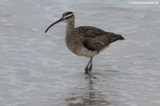 Hudsonbrachvogel (Numenius hudsonicus) auf der Galápagos-Insel Isabela, Ecuador