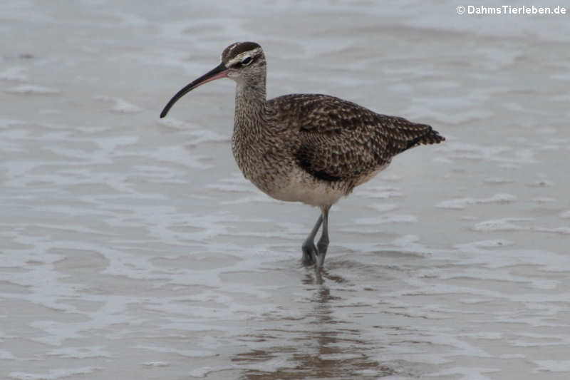 Regenbrachvogel (Numenius phaeopus)