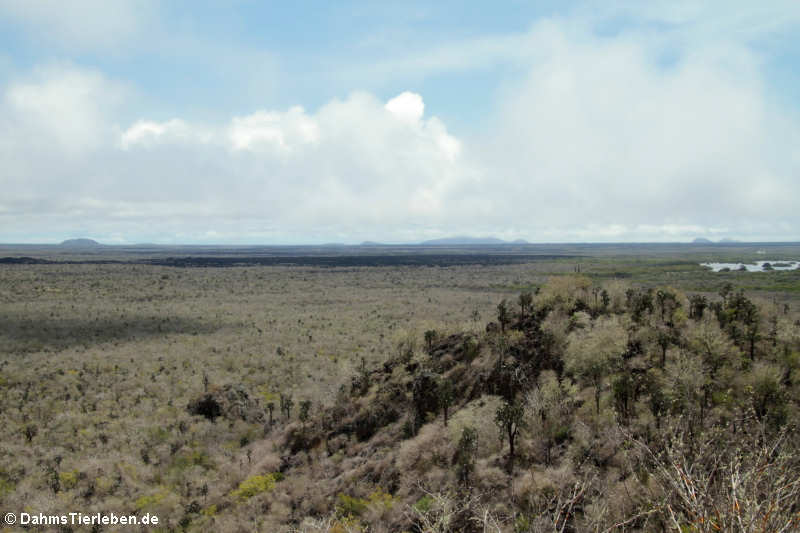 Blick auf die Lavafelder und Poza de las Diablas