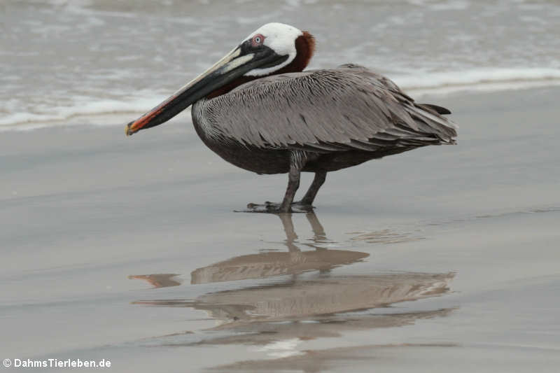 Brauner Pelikan (Pelecanus occidentalis urinator)