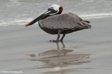 Brauner Pelikan (Pelecanus occidentalis urinator) auf der Galápagos-Insel Isabela, Ecuador