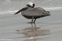 Pelecanus occidentalis urinator