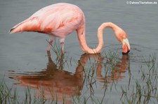 Kuba-Flamingo (Phoenicopterus ruber) auf der Galápagos-Insel Isabela, Ecuador