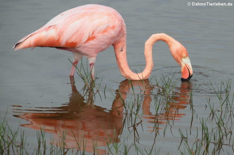 Phoenicopterus ruber