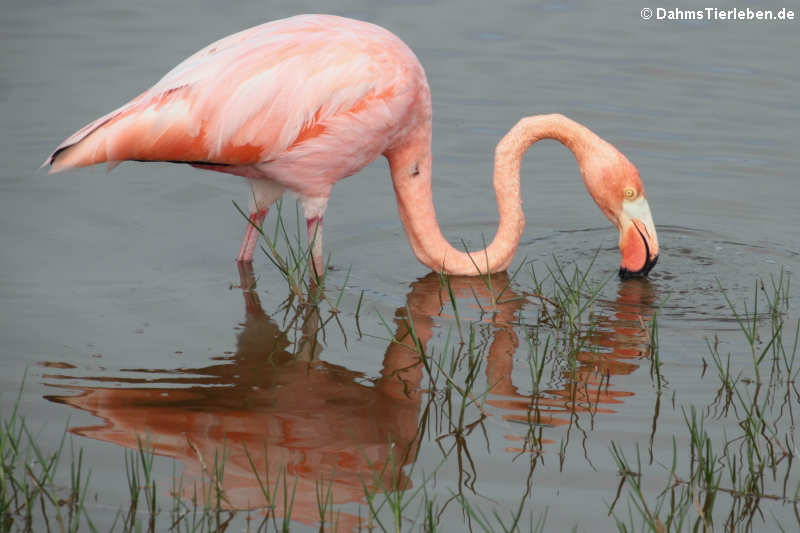 Kubaflamingo (Phoenicopterus ruber glyphorhynchus) auf Isabela