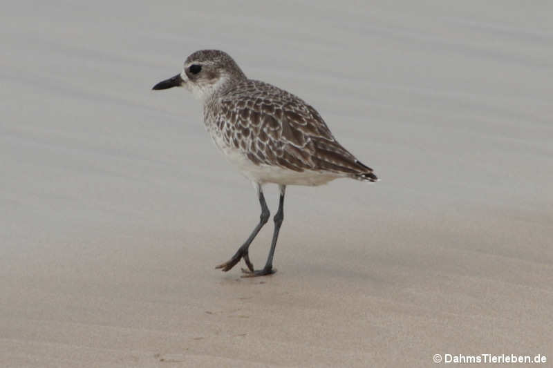 Kiebitzregenpfeifer (Pluvialis squatarola) auf Isabela