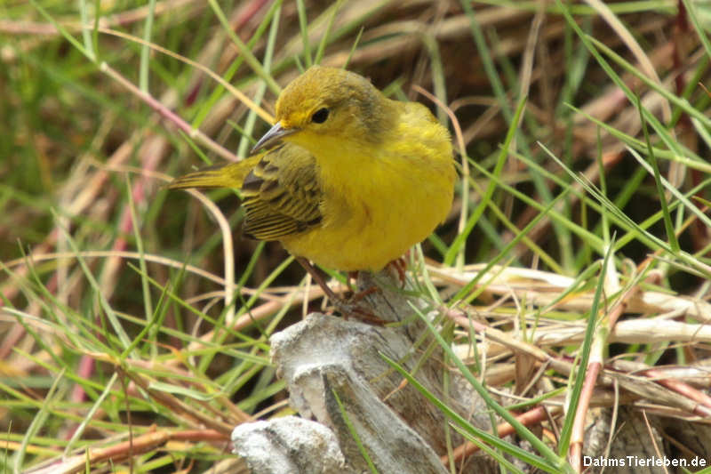 Mangrovebaum-Waldsänger (Setophaga petechia aureola)