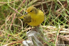 Mangrovebaum-Waldsänger (Setophaga petechia aureola) auf der Galápagos-Insel Isabela, Ecuador