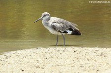 Schlammtreter (Tringa semipalmata) auf der Galápagos-Insel Isabela, Ecuador