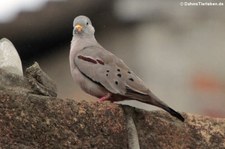 Goldschnabeltäubchen (Columbina cruziana) in Puerto López, Ecuador