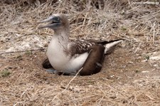 Blaufußtölpel (Sula nebouxii) auf der Isla de la Plata, Ecuador