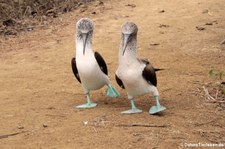 Blaufußtölpel (Sula nebouxii) auf der Isla de la Plata, Ecuador