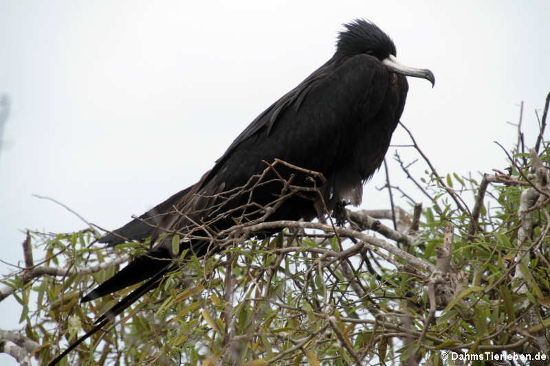 Prachtfregattvogel (Fregata magnificens)