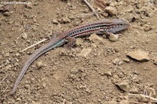 Medopheos edracanthus auf der Isla de la Plata, Ecuador