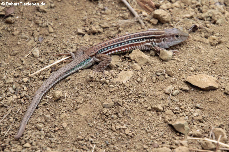 Bocourt's Ameiva (Medopheos edracanthus)