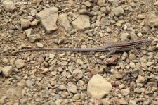 Medopheos edracanthus auf der Isla de la Plata, Ecuador