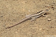 Microlophus occipitalis auf der Isla de la Plata, Ecuador