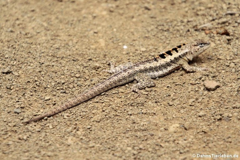 Microlophus occipitalis