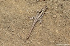 Microlophus occipitalis auf der Isla de la Plata, Ecuador