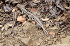 Microlophus occipitalis auf der Isla de la Plata, Ecuador