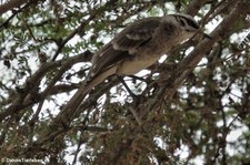 Langschwanz-Spottdrossel (Mimus longicaudatus platensis) auf der Isla de la Plata, Ecuador