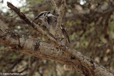 Langschwanz-Spottdrossel (Mimus longicaudatus platensis) auf der Isla de la Plata, Ecuador