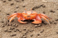 Reiterkrabbe (Ocypode gaudichaudii) auf der Isla de la Plata, Ecuador