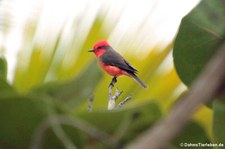 Rubintyrann (Pyrocephalus rubinus piurae) auf der Isla de la Plata, Ecuador