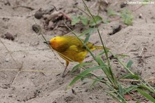 Safranammer (Sicalis flaveola valida) in Puerto López, Ecuador