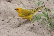 Safranammer (Sicalis flaveola valida) in Puerto López, Ecuador