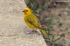 Safranammer (Sicalis flaveola valida) in Puerto López, Ecuador