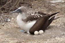 Blaufußtölpel (Sula nebouxii) auf der Isla de la Plata, Ecuador