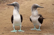 Blaufußtölpel (Sula nebouxii) auf der Isla de la Plata, Ecuador