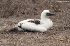 Blaufußtölpel (Sula nebouxii) auf der Isla de la Plata, Ecuador