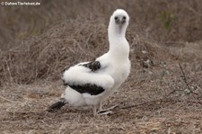 Blaufußtölpel (Sula nebouxii) auf der Isla de la Plata, Ecuador