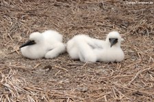 Junge Blaufußtölpel (Sula nebouxii) auf der Isla de la Plata, Ecuador