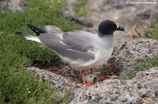 Gabelschwanzmöwe (Creagrus furcatus) auf der Galápagos-Insel Plaza Sur, Ecuador