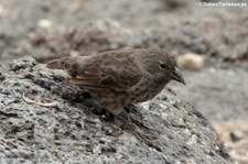 Kaktusgrundfink (Geospiza scandens intermedia) auf der Galápagos-Insel Plaza Sur, Ecuador