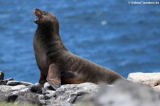 Galápagos-Seelöwe (Zalophus wollebaeki) auf der Galápagos-Insel Plaza Sur, Ecuador