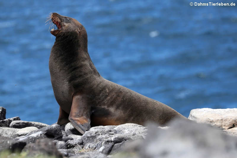 Galápagos-Seelöwe (Zalophus wollebaeki) auf Plaza Sur