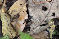 Allobates femoralis im Nationalpark Yasuní, Ecuador