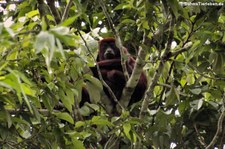 Roter Brüllaffe (Alouatta seniculus) im Nationalpark Yasuní, Ecuador