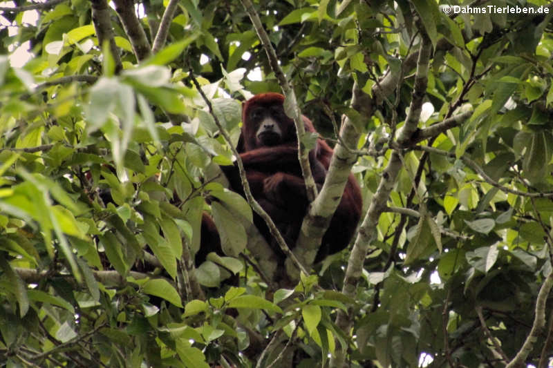 Roter Brüllaffe (Alouatta seniculus)