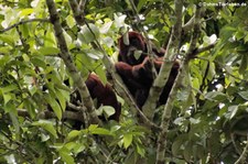 Rote Brüllaffen (Alouatta seniculus) im Nationalpark Yasuní, Ecuador