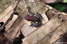 Ameerega bilinguis im Nationalpark Yasuní, Ecuador